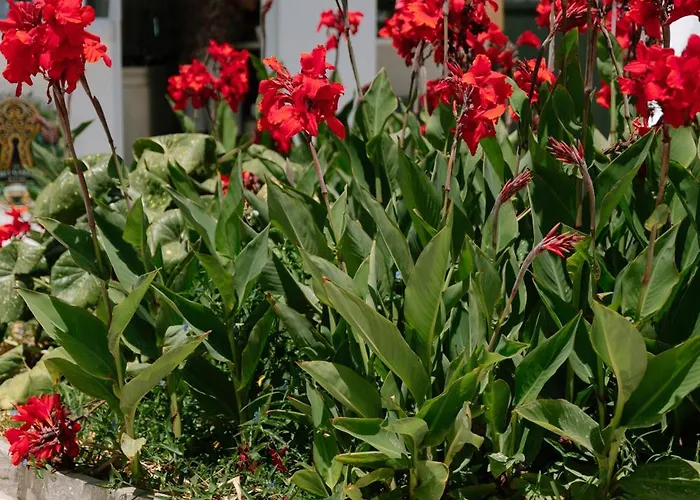 ゲストハウス Eleni パロス島